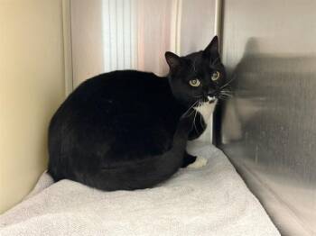 Domestic Short Hair Cats Available for Adoption - BARN APPALOOSA | PetCurious