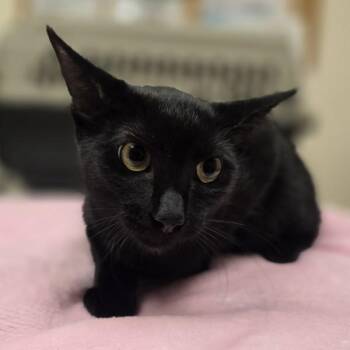 Lydia -  Domestic Short Hair Cat for Adoption in Dublin, California - Lydia | PetCurious