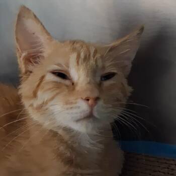 Kovu -  Domestic Short Hair Cat for Adoption in West Palm Beach, Florida - Kovu | PetCurious