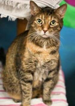 Baby Kitty/Bashful -  Domestic Short Hair Cat for Adoption in Saint James City, Florida - Baby Kitty/Bashful | PetCurious
