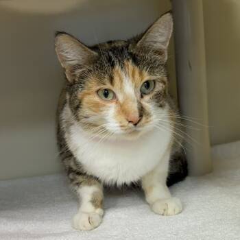 Rescue Domestic Short Hair Cats for Adoption in Fairport, New York - Daisy | PetCurious