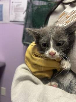 Rescue Domestic Long Hair Cats for Adoption in El Paso, Texas - 59793882 | PetCurious