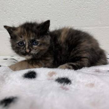 Domestic Short Hair Cats Available for Adoption in Lyndhurst, Virginia - SVAS-Stray-38472 | PetCurious