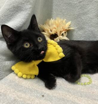 Denim - KBC -  Domestic Short Hair Cat for Adoption in Dublin, Ohio - Denim - KBC | PetCurious
