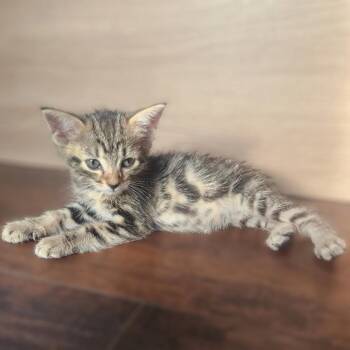 Q-Cumber -  Domestic Medium Hair Cat for Adoption in Allen, Texas - Q-Cumber | PetCurious