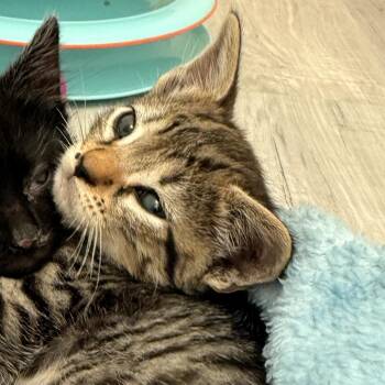 Domestic Short Hair Cats Available for Adoption in Long Beach, California - Eazy E | PetCurious
