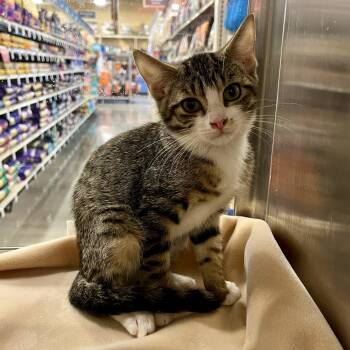 Rescue Domestic Short Hair Cats for Adoption in Knoxville, Tennessee - Trouble | PetCurious