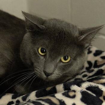 Domestic Short Hair Cats Available for Adoption in Slidell, Louisiana - Meiko | PetCurious