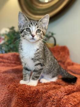 Tabby Cats Available for Adoption in Taylor, Michigan - Molly | PetCurious