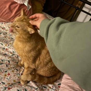 Chester -  Domestic Medium Hair Cat for Adoption in Granville, Ohio - Chester | PetCurious
