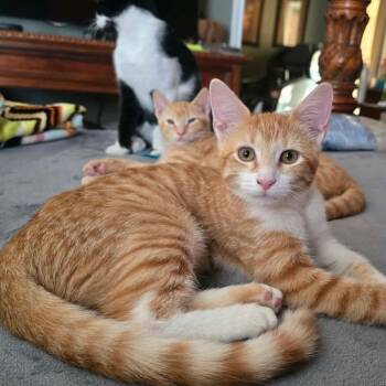 Peaches -  Domestic Short Hair and Tabby Cat for Adoption in San Antonio, Texas - Peaches | PetCurious