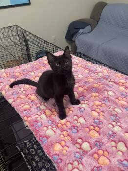 Bart -  Domestic Short Hair Cat for Adoption in Oviedo, Florida - Bart | PetCurious