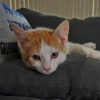 Miso -  Domestic Short Hair Cat for Adoption in Maitland, Florida - Miso | PetCurious