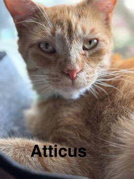 Rescue Domestic Short Hair Cats for Adoption in Oviedo, Florida - Atticus | PetCurious