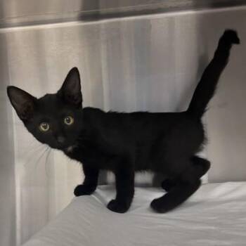 Ponzu -  Domestic Short Hair Cat for Adoption in Merriam, Kansas - Ponzu | PetCurious