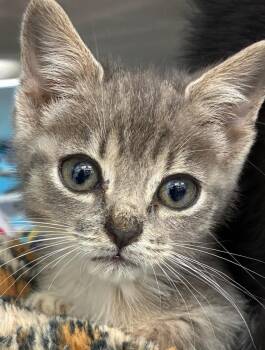 Josh -  Domestic Short Hair Cat for Adoption in Hartsville, South Carolina - Josh | PetCurious