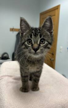 Darla -  Domestic Short Hair Cat for Adoption in Saint Paul, Minnesota - Darla | PetCurious