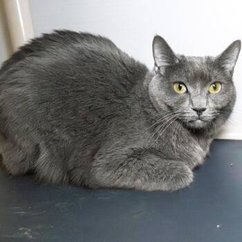 Violet -  Domestic Short Hair and Mixed Breed Cat for Adoption in South Elgin, Illinois - Violet | PetCurious