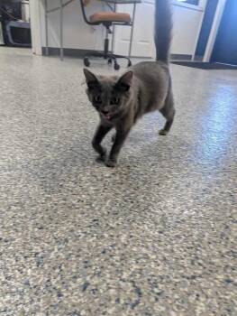 BRIA -  Nebelung Cat for Adoption in Athens, Alabama - BRIA | PetCurious