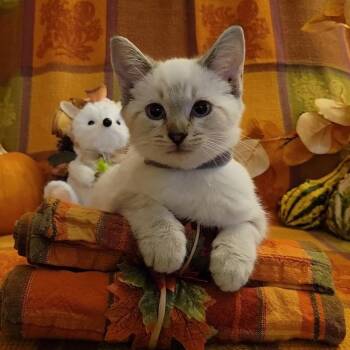 Do-si-do & Thin Mint (bonded pair) -  Siamese Cat for Adoption in Chattanooga, Tennessee - Do-si-do & Thin Mint (bonded Pair) | PetCurious