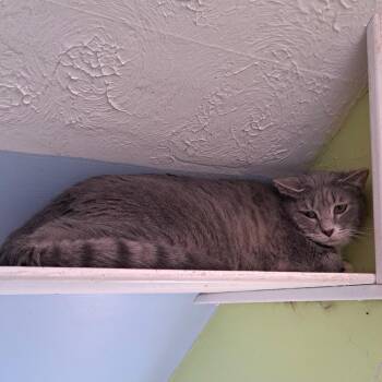 Domestic Short Hair Cats Available for Adoption in Brownsboro, Alabama - Cucumber | PetCurious