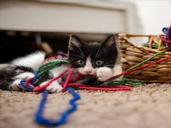 Domestic Short Hair Cats Available for Adoption in Woodland, California - *ASBESTOS | PetCurious