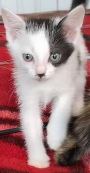 Domina -  Domestic Short Hair Cat for Adoption in Liverpool, Texas - Domina | PetCurious