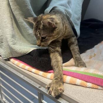 Penelope -  Domestic Short Hair Cat for Adoption in Pittsburgh, Pennsylvania - Penelope | PetCurious
