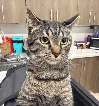 MAVE -  Domestic Short Hair Cat for Adoption in Baytown, Texas - MAVE | PetCurious