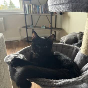 Domestic Short Hair Cats Available for Adoption in Ferndale, Washington - Onyx (Fmr Ganymede) | PetCurious