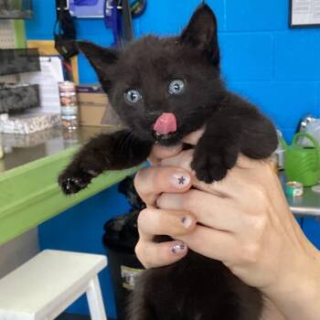 Ireland -  Domestic Short Hair Cat for Adoption in Montgomery, Alabama - Ireland | PetCurious