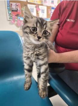 Sushi -  Siamese Cat for Adoption in New Braunfels, Texas - Sushi | PetCurious