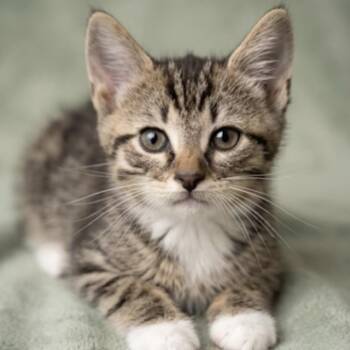 Wrangler -  Domestic Medium Hair Cat for Adoption in La Grange, Kentucky - Wrangler | PetCurious