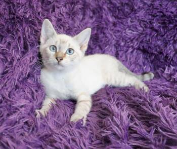 Shane -  Siamese Cat for Adoption in St. Augustine, Florida - Shane | PetCurious