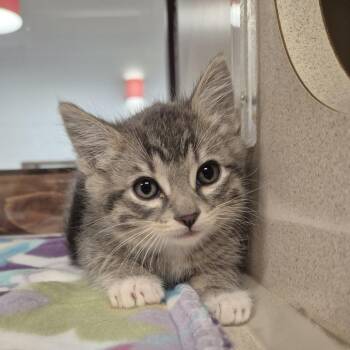 Domestic Short Hair Cats Available for Adoption in Reno, Nevada - Chrome | PetCurious