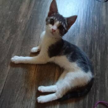 Rikki -  Domestic Short Hair Cat for Adoption in Spokane, Washington - Rikki | PetCurious