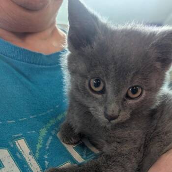 Domestic Short Hair Cats Available for Adoption in Jefferson City, Tennessee - Mosby | PetCurious