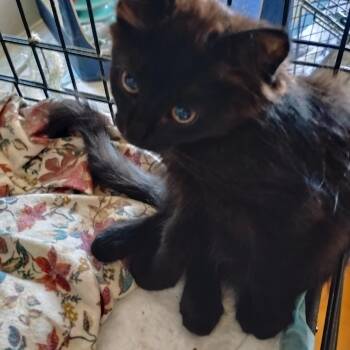 Violet -  Domestic Long Hair Cat for Adoption in Woodland, California - Violet | PetCurious
