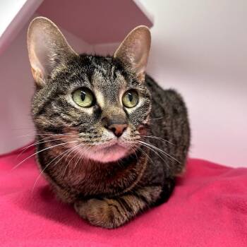 Domestic Short Hair Cats Available for Adoption - Jade | PetCurious