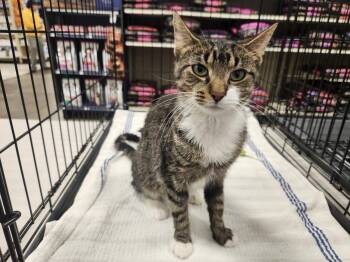 Rescue Domestic Short Hair Cats for Adoption in Berkeley Heights, New Jersey - Shelley | PetCurious