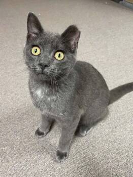 Blue -  Domestic Short Hair Cat for Adoption in Sterling Heights, Michigan - Blue | PetCurious