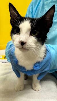 Catgirl -  Domestic Short Hair Cat for Adoption in Raleigh, North Carolina - Catgirl | PetCurious