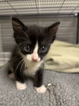 Rescue Domestic Short Hair Cats for Adoption in Trenton, New Jersey - Chauncey O | PetCurious