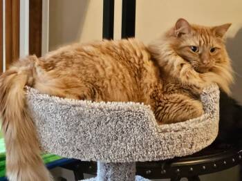 Stanley -  Domestic Long Hair Cat for Adoption in Winchester, Tennessee - Stanley | PetCurious