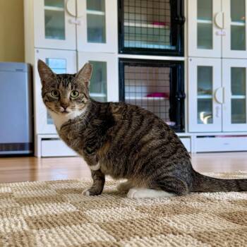 Rescue Domestic Short Hair Cats for Adoption in Ramsey, New Jersey - Opal | PetCurious