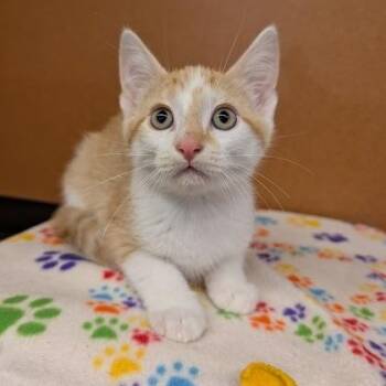 Tiesto -  Domestic Short Hair Cat for Adoption in Rochester, Minnesota - Tiesto | PetCurious