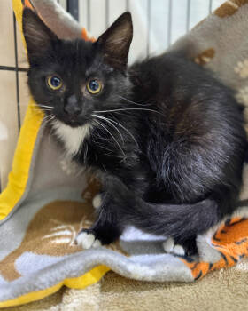 Rescue Domestic Short Hair Cats for Adoption in Novato, California - Bubble | PetCurious