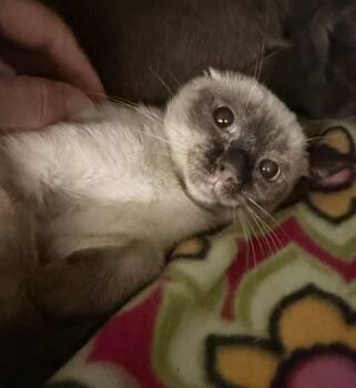 Putter -  Domestic Short Hair and Siamese Cat for Adoption in Alafaya, Florida - Putter | PetCurious