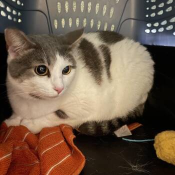 Domestic Short Hair Cats Available for Adoption - Alice | PetCurious