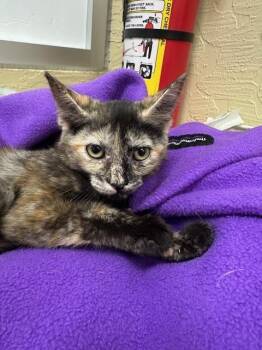 Rescue Tortoiseshell Cats for Adoption in Parlier, California - Spicy | PetCurious